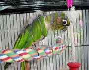 olive09.jpg